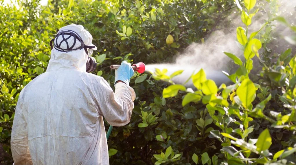 Man spraying pesticide on garden shrubs
