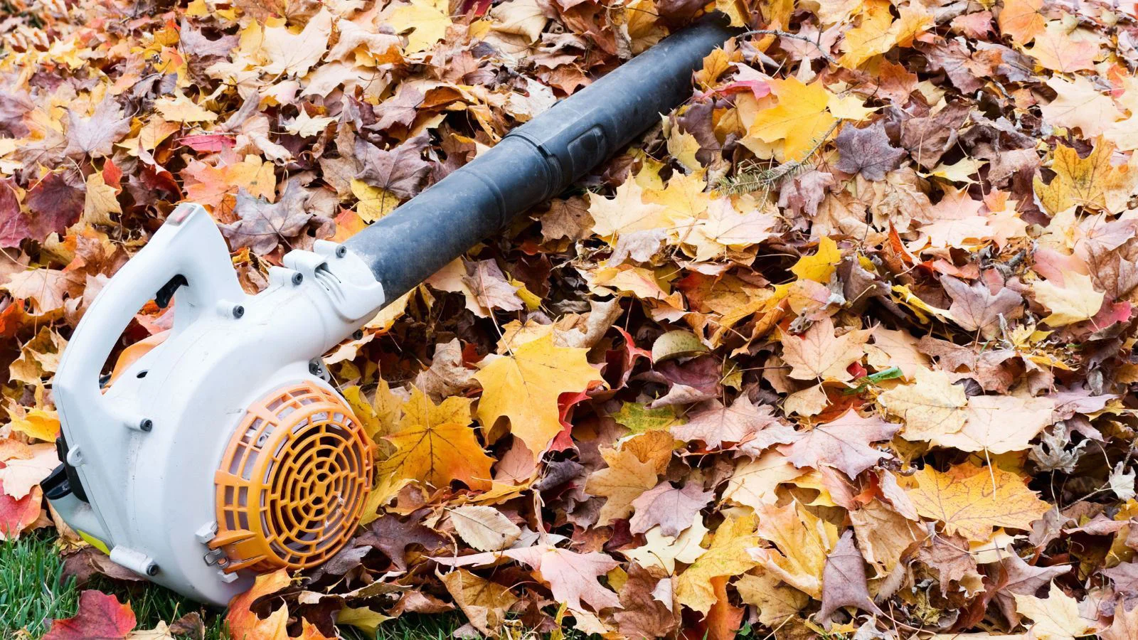 Leaf blower with autumn leaves