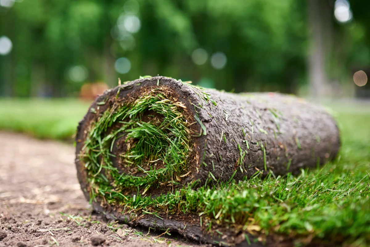 Rolled sod grass ready for installation