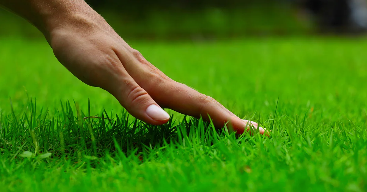 Dry patchy damaged lawn grass