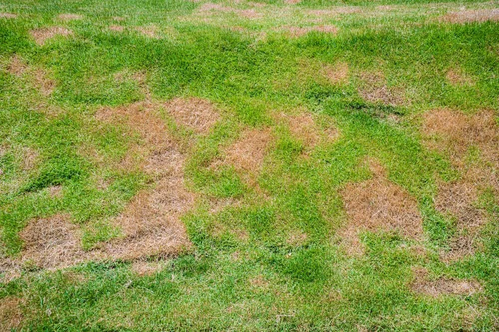 Brown dead patches in yard grass
