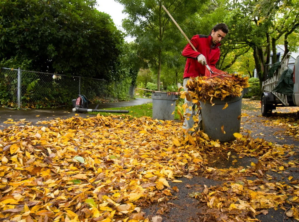 Worker collecting fall leaves with rake