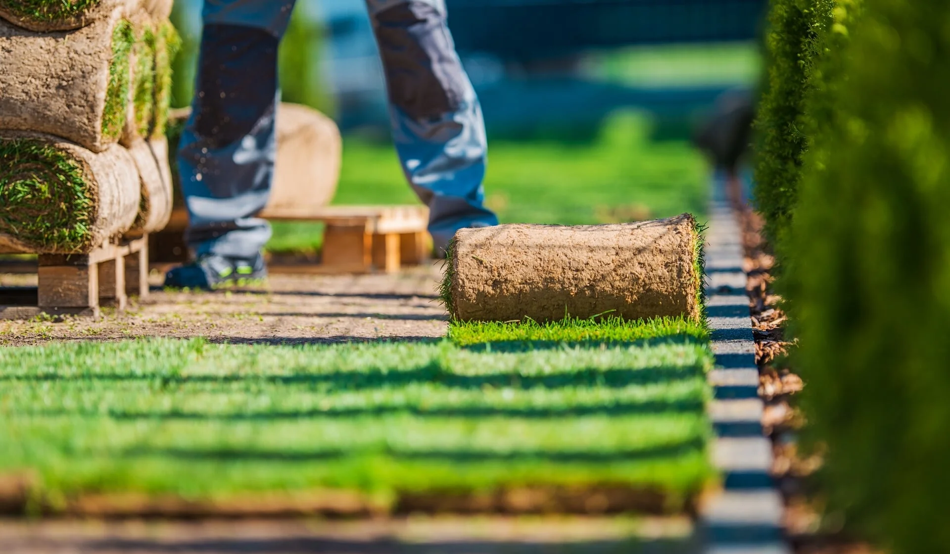 Fresh sod installation close-up